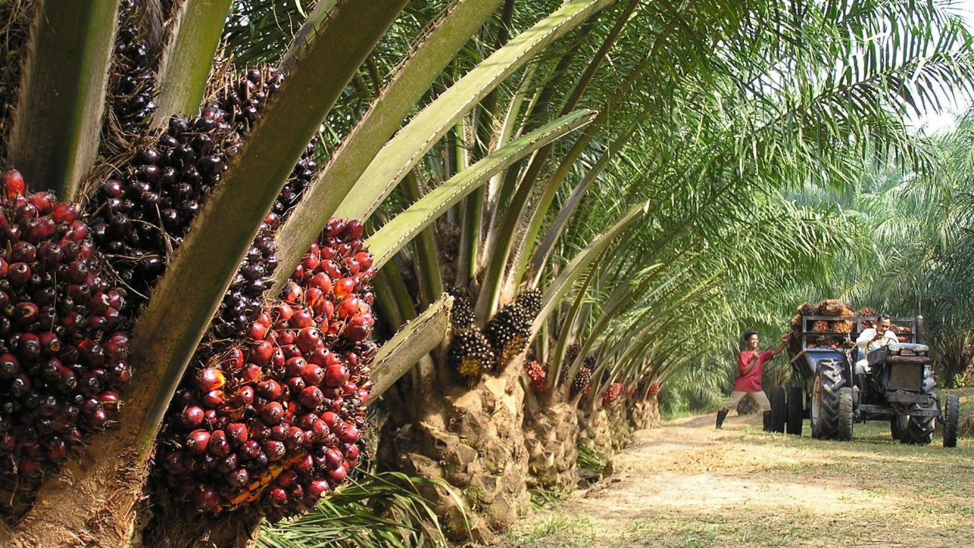 Kelapa Sawit